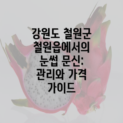 강원도 철원군 철원읍에서의 눈썹 문신: 관리와 가격 가이드