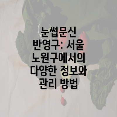 눈썹문신 반영구: 서울 노원구에서의 다양한 정보와 관리 방법