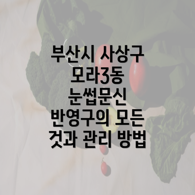 부산시 사상구 모라3동 눈썹문신 반영구의 모든 것과 관리 방법